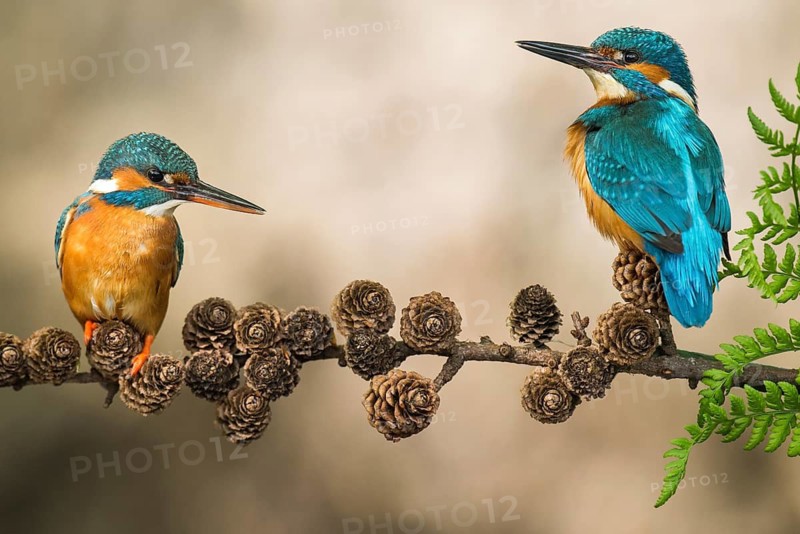 Common Kingfisher (Alcedo atthis) pair perched on a branch, Lower Saxony, Germany