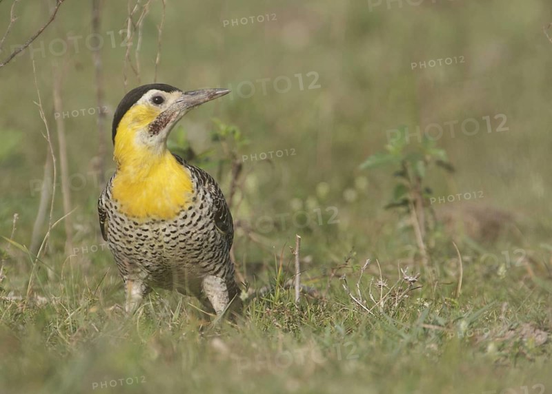 Campo Flicker (Colaptes campestris) male, Corrientes, Argentina