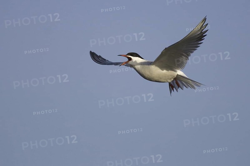 Common Tern (Sterna hirundo) flying, Texel, Netherlands