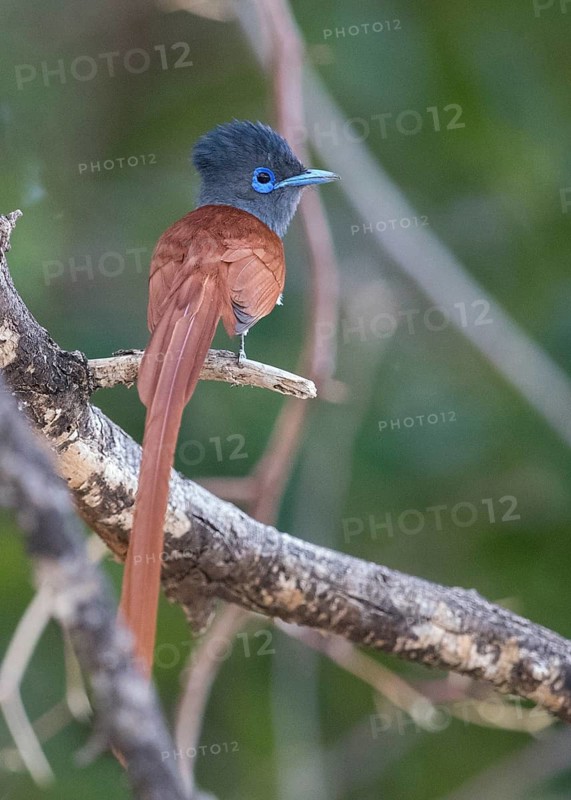 African Paradise Flycatcher (Terpsiphone viridis) male perched on a branch, Namibia