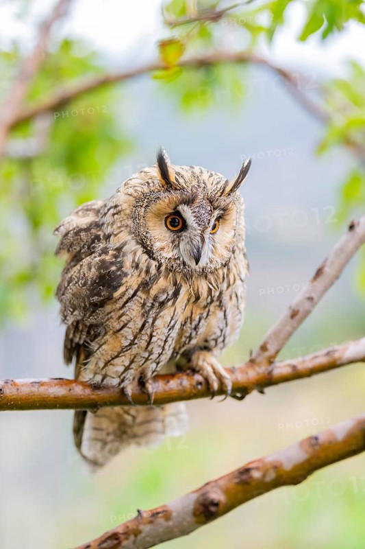 Long-eared owl (Asio otus), or lesser horned owl, sitting on a branch, captive, Pyrenees, Catalonia, Spain
