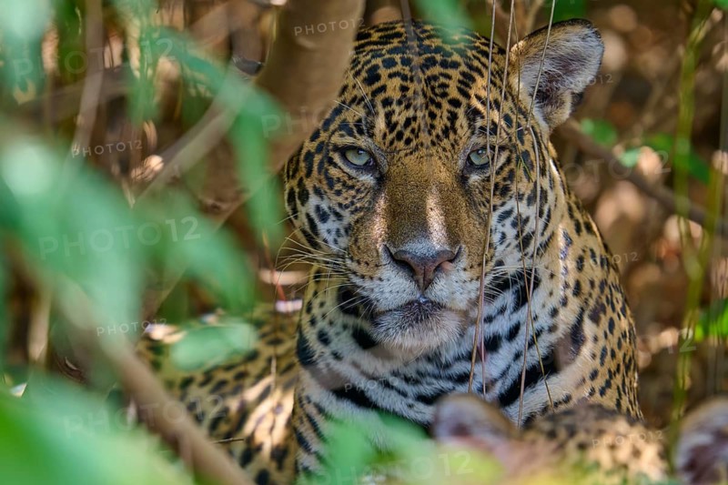 A jaguar in the shade with intense eyes, partially covered by plants, Jaguar (Panthera onca), Pantanal, Mato Grosso, Brazil