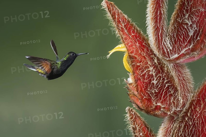 Black-bellied Hummingbird (Eupherusa nigriventris), Costa Rica