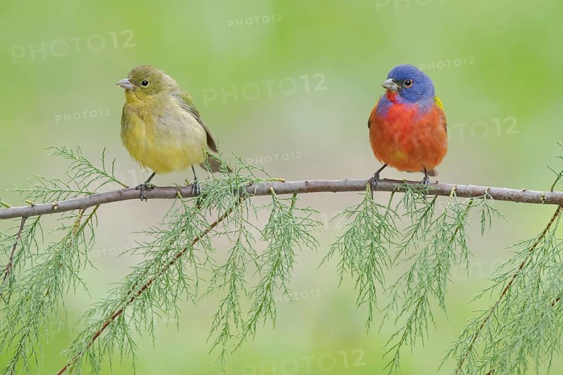 Painted Bunting (Passerina ciris) pair perched on a branch, Texas, USA