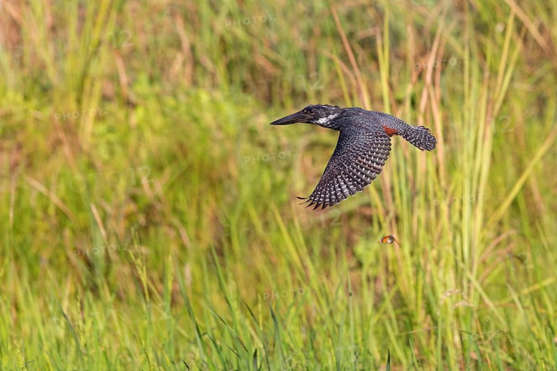 Giant Kingfisher, (Megaceryle maxima), Kingfisher