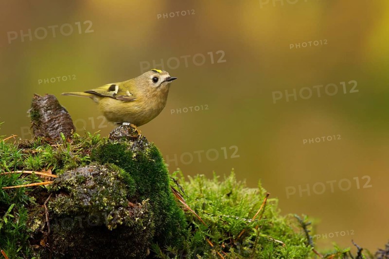 Goldcrest (Regulus regulus), Utrecht, Netherlands