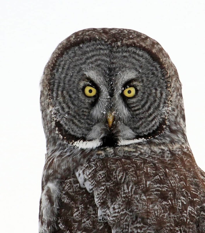 Great Grey Owl (Strix nebulosa), Saskatchewan, Canada