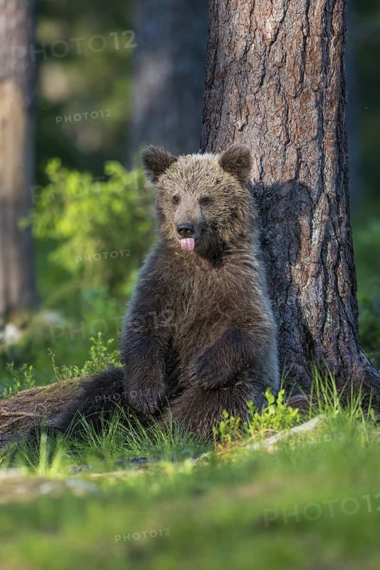 Eurasian Brown Bear (Ursus arctos) cub resting on forest floor leaning against tree, Finland