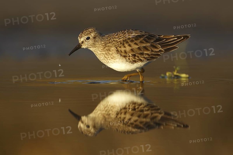 Least Sandpiper (Calidris minutilla), Texas, USA