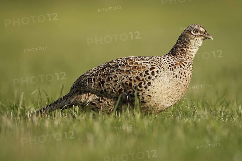 Common Pheasant (Phasianus colchicus) female, Netherlands