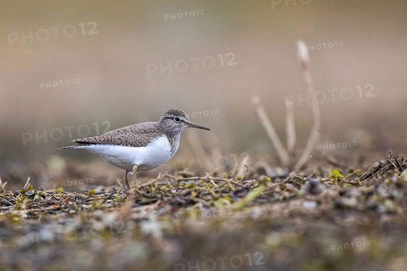 Common Sandpiper (Actitis hypoleucos) foraging, North Rhine-Westphalia, Germany