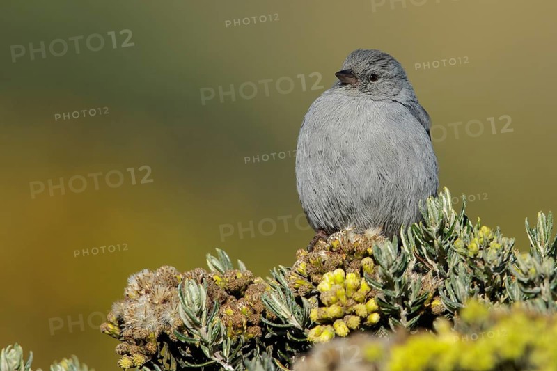Plumbeous Sierra-Finch (Phrygilus unicolor) perched on a branch in the Andes Mountains of Colombia