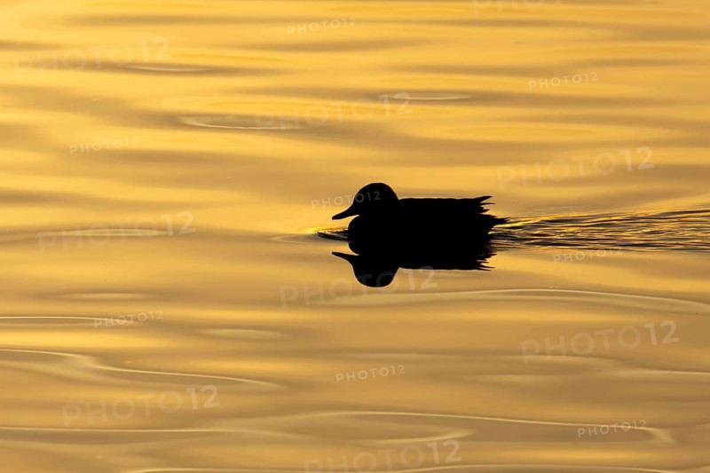 Common teal (Anas crecca) duck adult male bird on a lake silhouette at sunset, England, United Kingdom