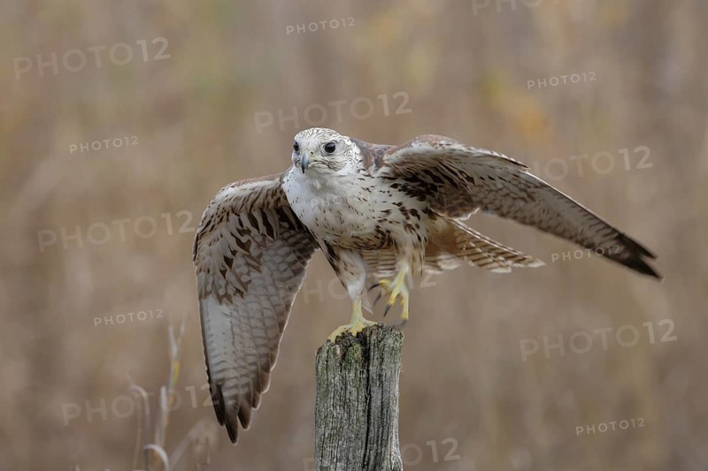 Sakerfalke, Wuergfalke, lat. Falco cherrug, auf Weidepfahl sich umdrehend und mit den Flügeln balancierend