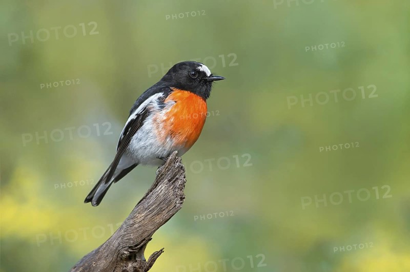 Scarlet Robin (Petroica boodang) male, Victoria, Australia