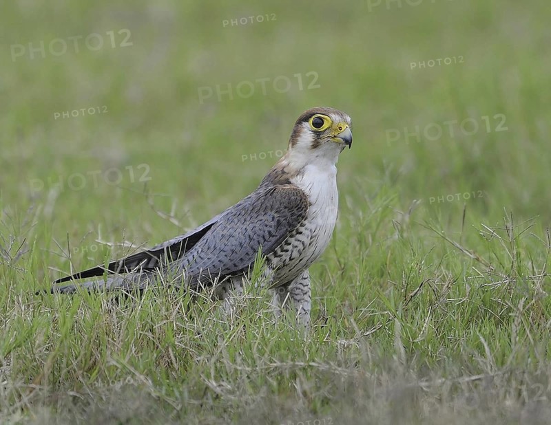 Red-necked Falcon (Falco chicquera), India