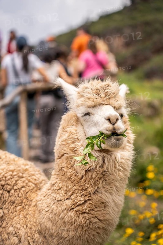 Alpaca (Lama pacos), Inca complex at Pisac, Sacred Valley of the Incas, Cusco, Peru