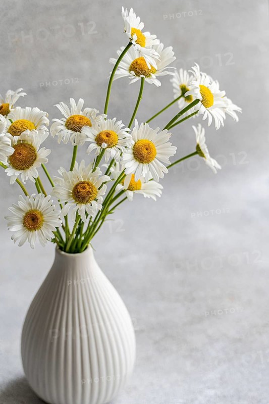 A charming set of daisy flowers displayed in a white ceramic vase against a soft gray background, capturing the essence of spring decor with elegance and simplicity
