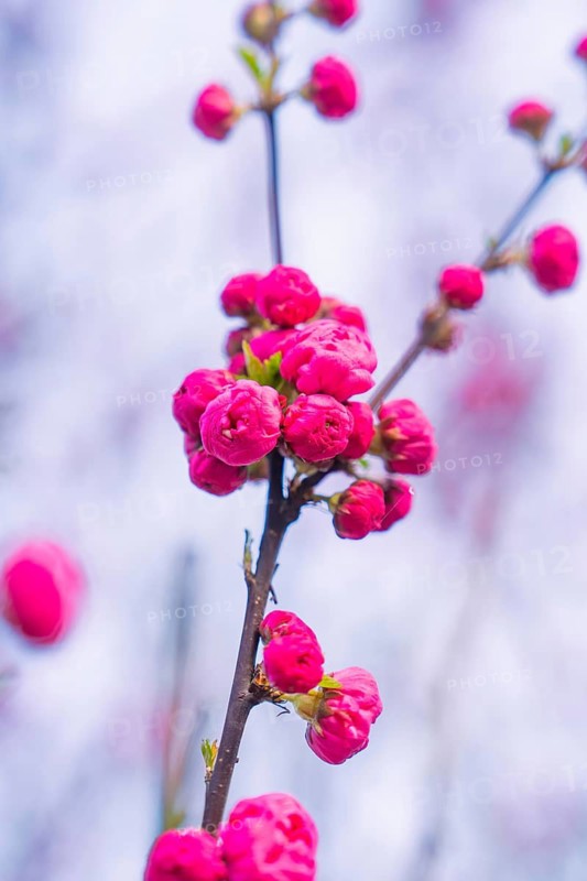 Pink cherry blossoms against a clear blue sky