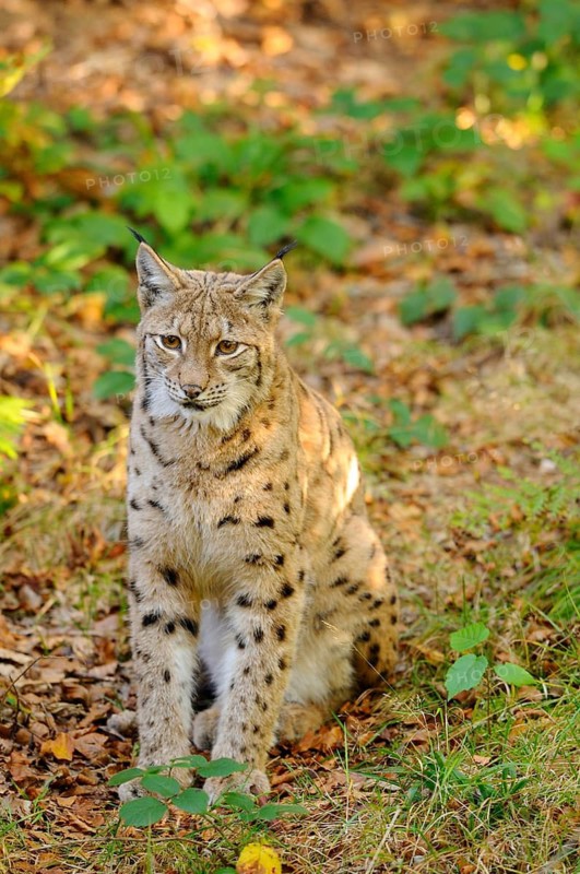 Sitting lynx in autumn forest, surrounded by foliage, Eurasian lynx (Lynx lynx), Bavarian Forest National Park