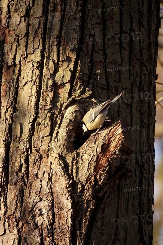 Tit examining a tree cave, winter, Germany