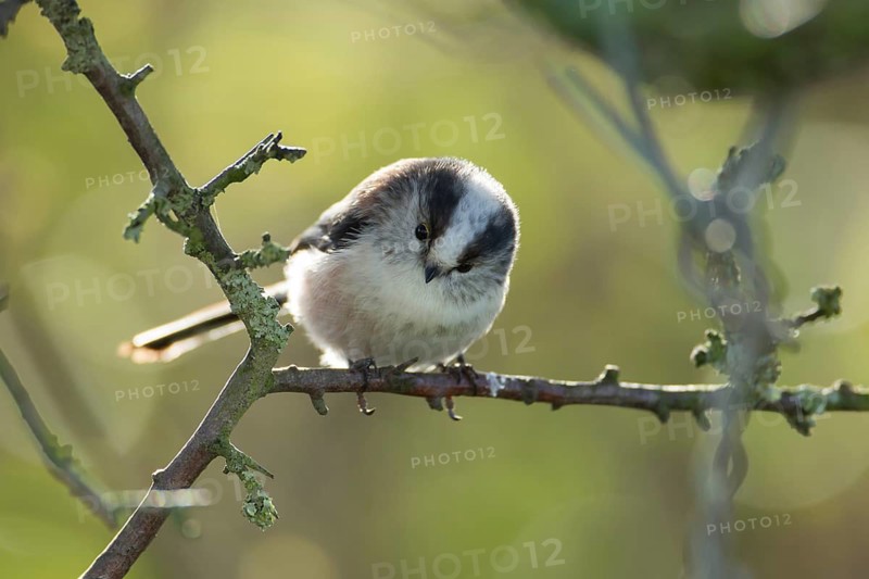 Long tailed tit (Aegithalos caudatus) adult bird on a tree branch, Suffolk, England, United Kingdom
