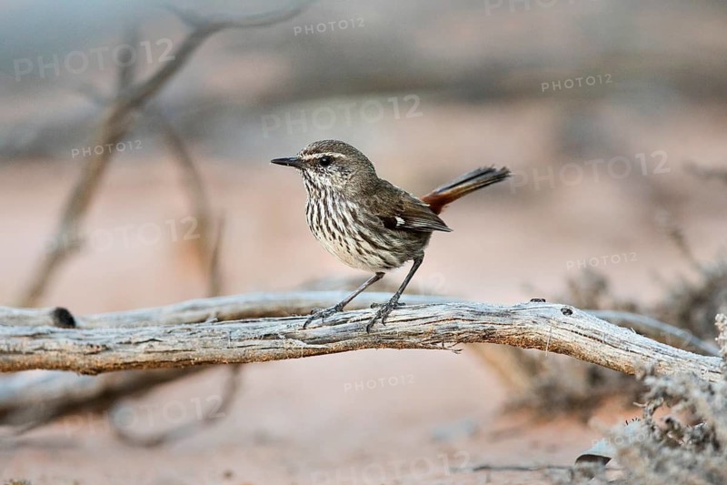 Shy Heathwren (Calamanthus cautus) perched on a branch, Victoria, Australia