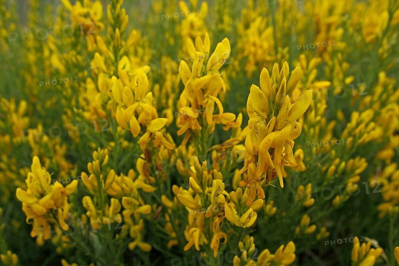 Dyer's broom (Genista tinctoria), Badberg, Kaiserstuhl, Baden-Württemberg, Germany