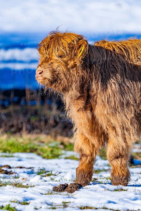 A young Highland calf stands in the snow and enjoys the winter sun, Seewald, Black Forest. Germany