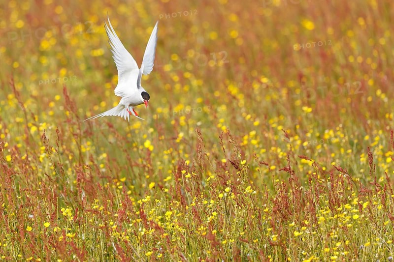 Arctic Tern (Sterna paradisaea) flying over flowering meadow, Iceland