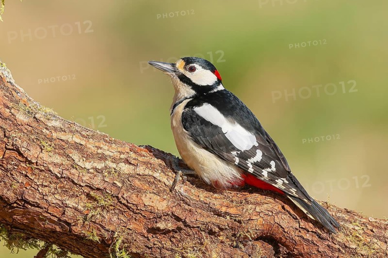 Great spotted woodpecker (Dendrocopus major), male, sitting on a thick branch, wildlife, woodpeckers, nature photography, Neunkirchen, spring, Siegerland, North Rhine-Westphalia, Germany