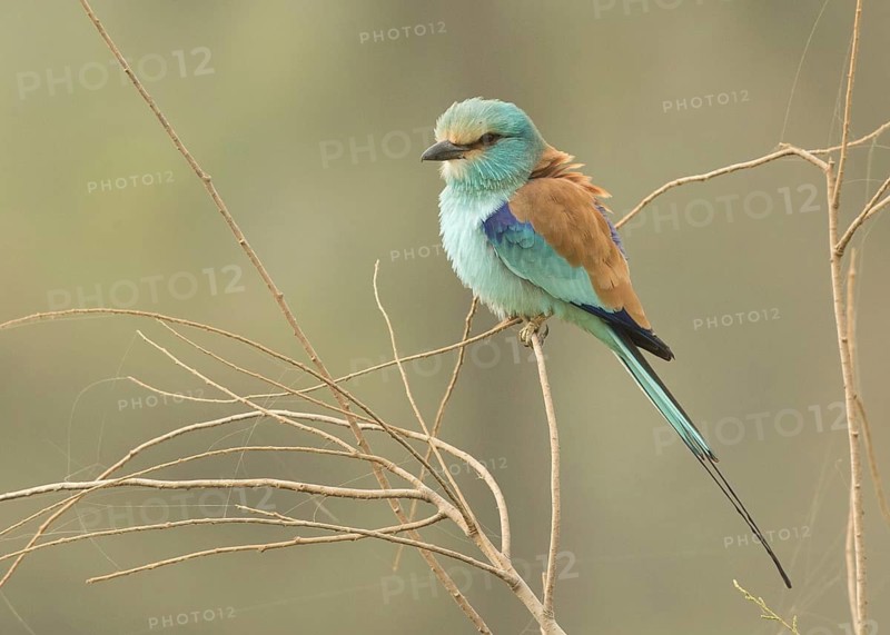 Abyssinian Roller (Coracias abyssinicus), Gambia