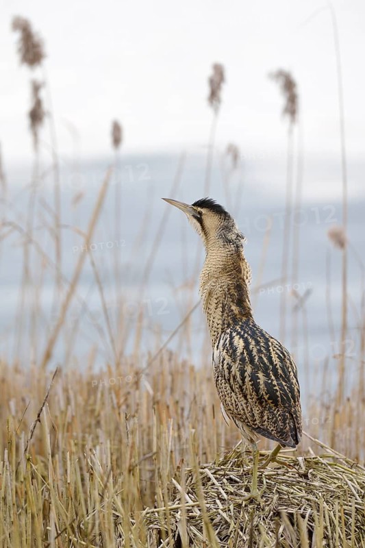 Eurasian Bittern (Botaurus stellaris), North Rhine-Westphalia, Germany