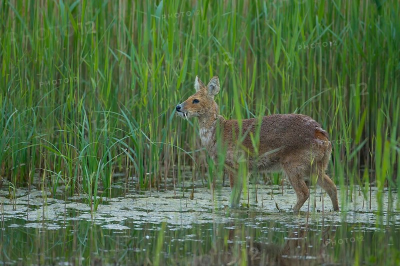 Chinese water deer (Hydropotes inermis) adult animal in a reedbed in spring, RSPB Strumpshaw fen, Norfolk, England, United Kingdom