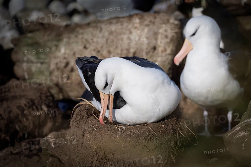 Black-browed albatross (Thalassarche melanophris), breeding adult bird on a nest of soil and grass, second bird in the background, breeding colony, Falkland Islands