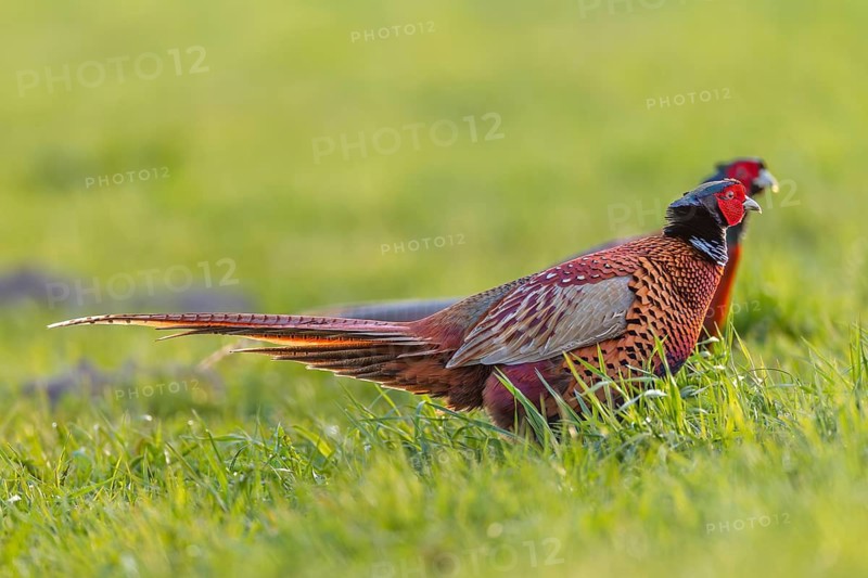 Two pheasant cocks (Phasianus colchicus) run parallel next to each other, if none of the opponents gives in it will come to a fight, mating season, mating dress, mating ritual, April, Germany