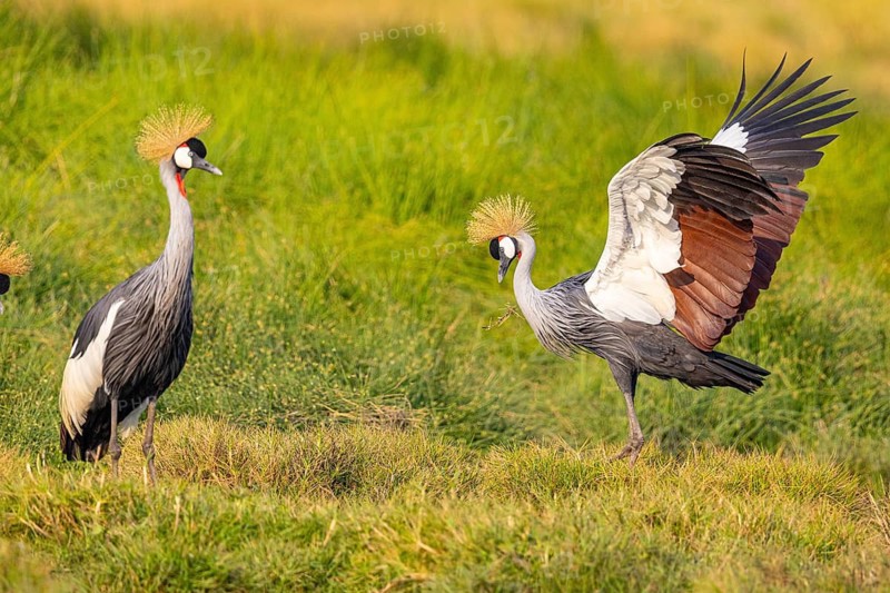 Crowned Crane (Balearica regulorum) courtship behavier South Luangwa NP Zambia August