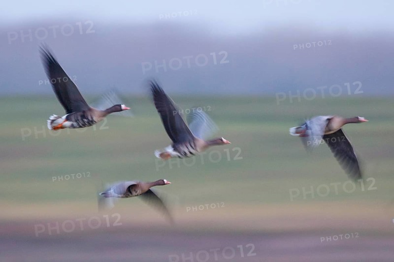 Greater White-fronted Goose (Anser albifrons) flock flying, North Rhine-Westphalia, Germany