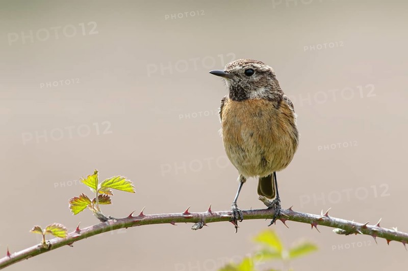 Common Stonechat (Saxicola rubicola), female perched on a branch, Galicia, Spain