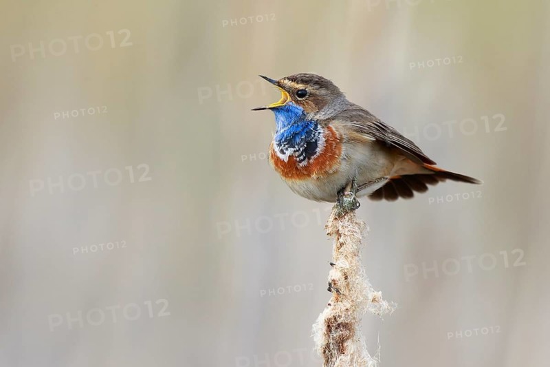 Bluethroat (Luscinia svecica cyanecula) male singing from cattail, Netherlands