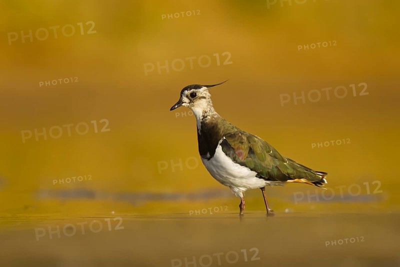 Northern Lapwing (Vanellus vanellus) female, North Rhine-Westphalia, Germany