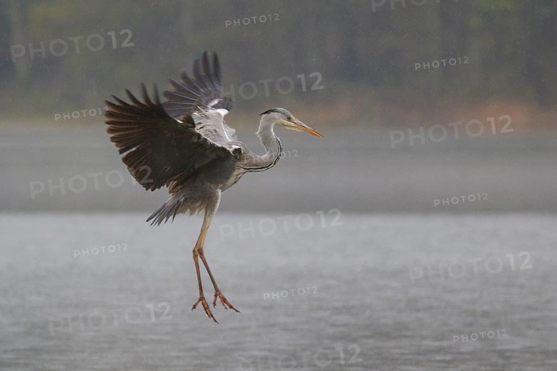 Grey Heron (Ardea cinerea) flying, Poland