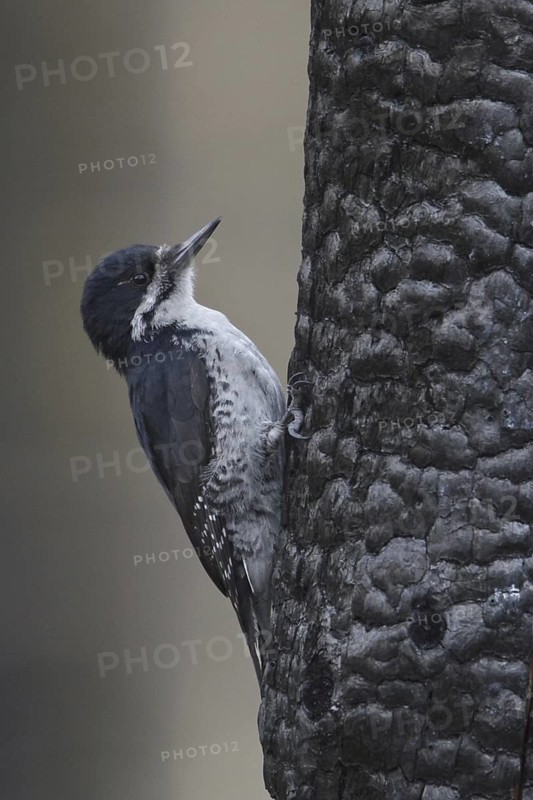 Black-backed Woodpecker (Picoides arcticus) female, Manitoba, Canada