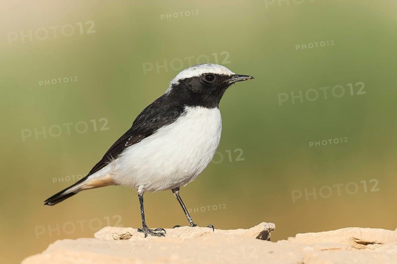 Mourning Wheatear (Oenanthe lugens) male, Eilat, Israel