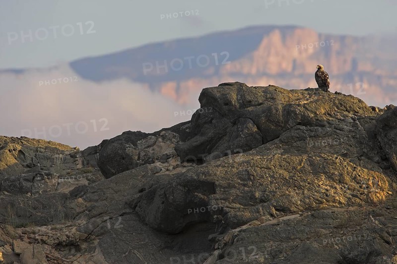Eastern Imperial Eagle (Aquila heliaca), Oman