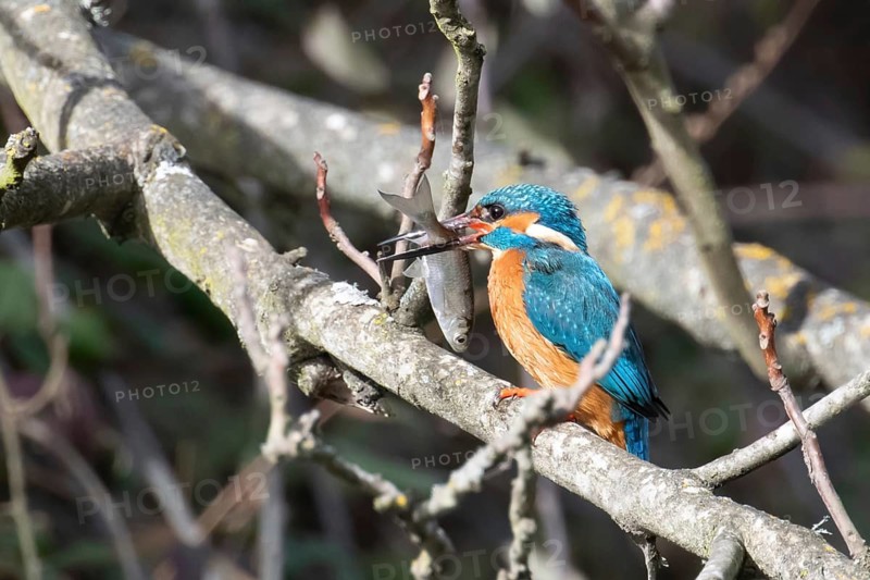 Vivid blue and orange kingfisher holds a freshly caught fish in its beak while perched on a tree branch, showcasing wild predation and avian beauty in its natural environment
