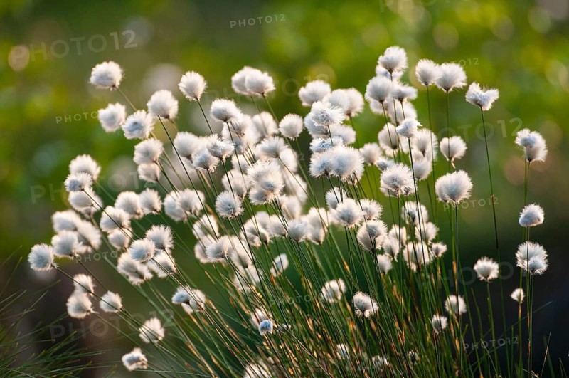 Cottongrass, sheath cottongrass (Eriophorum vaginatum) in Goldenstedt Moor, Goldenstedt, Lower Saxony, Germany