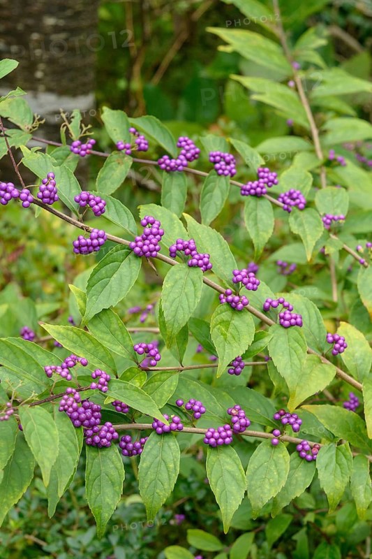Fair fruit (Callicarpa dichotoma), Hakon Botanical Garden of Wetlands, Federal Republic of Germany