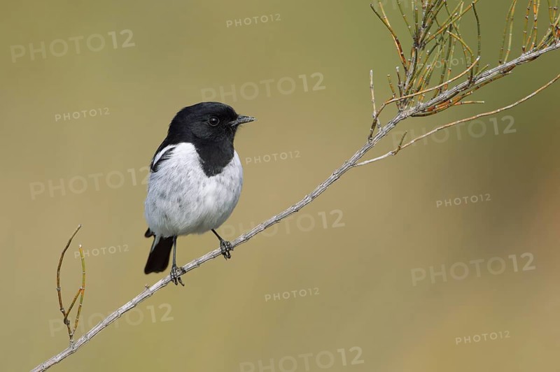 Hooded Robin (Melanodryas cucullata) male, Victoria, Australia