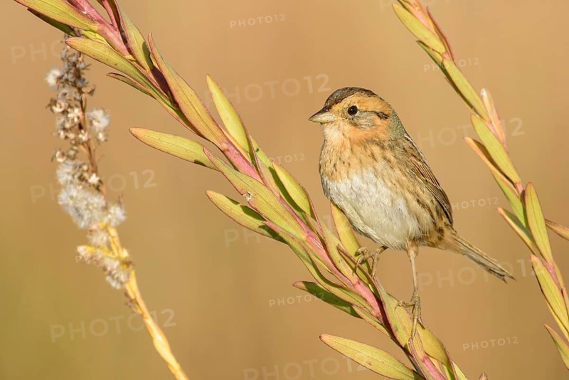Nelson's Sparrow (Ammodramus nelsoni), Texas, USA